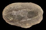 Fossil Neuropteris Seed Fern Leaf (Pos/Neg) - Mazon Creek #87706-2